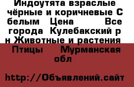 Индоутята взраслые чёрные и коричневые С белым › Цена ­ 450 - Все города, Кулебакский р-н Животные и растения » Птицы   . Мурманская обл.